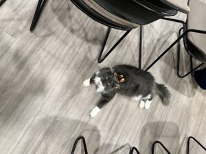 2026 Parlor Magic Show